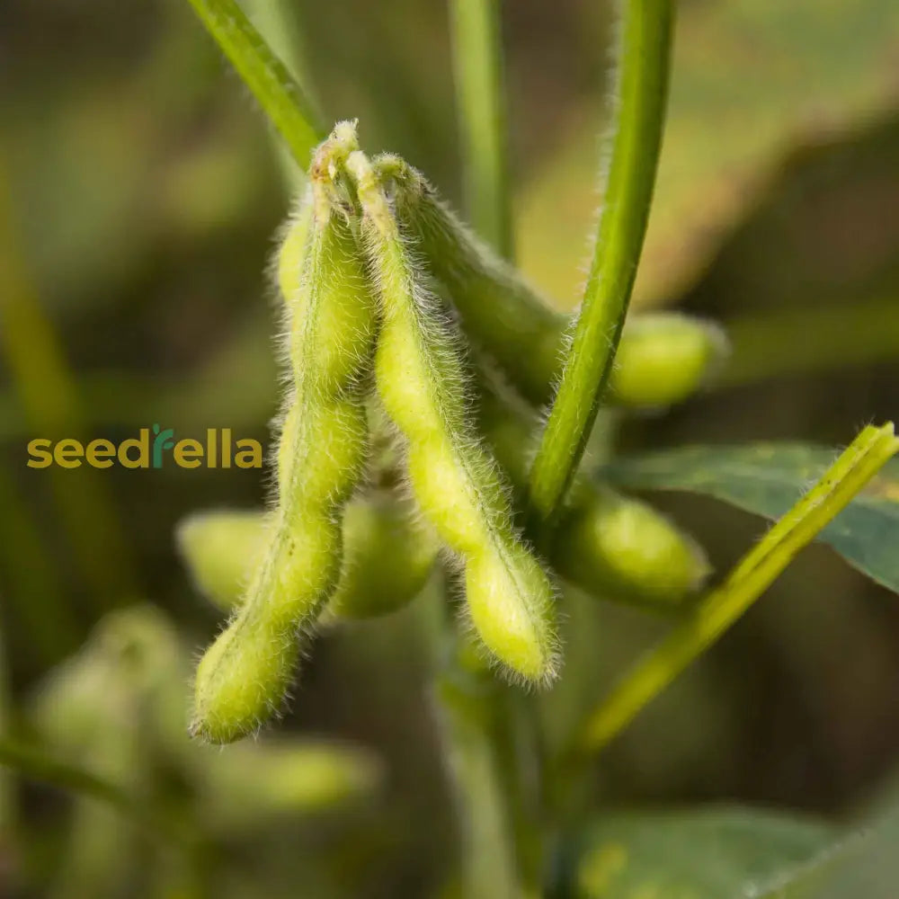 Green Soybean Vegetable Seeds  Perfect For Home Planting Seeds