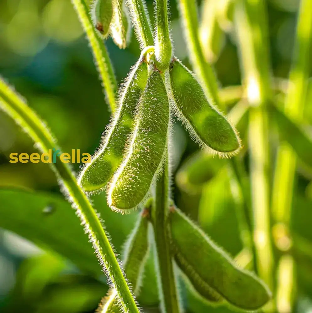 Green Soybean Vegetable Seeds  Perfect For Home Planting Seeds