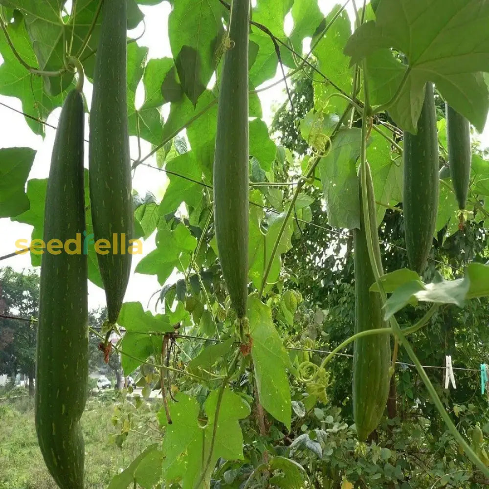 Green Sponge Gourd Vegetable Seeds For Planting Seeds