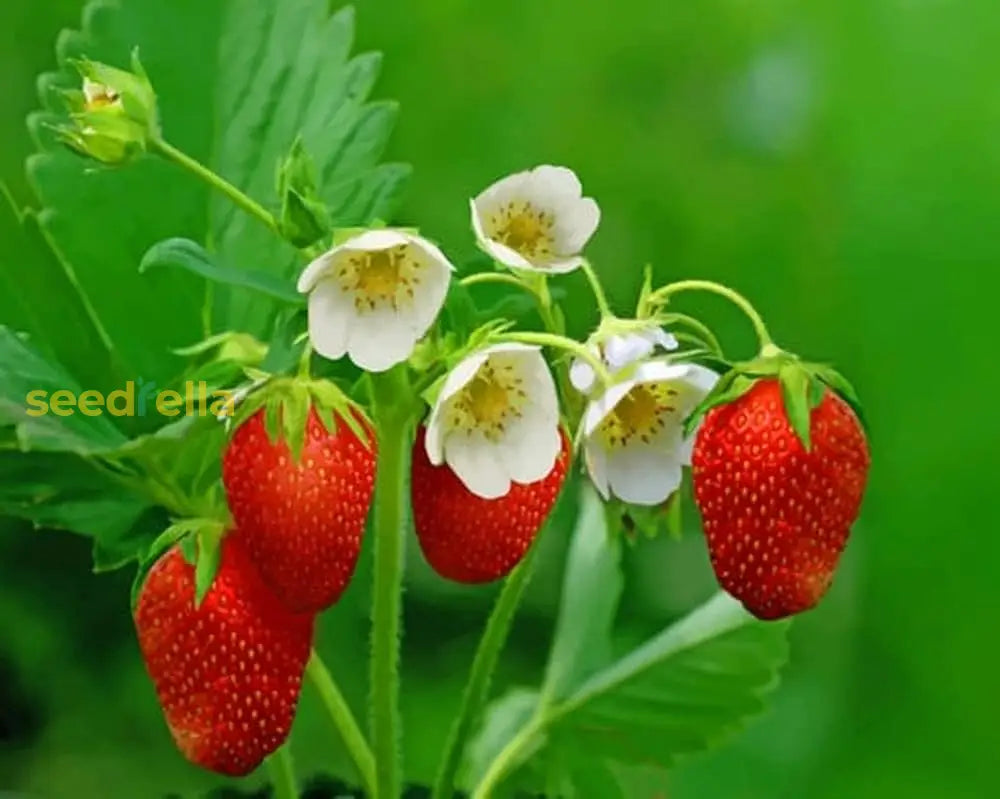 Green Strawberry Seeds For Planting Fruit