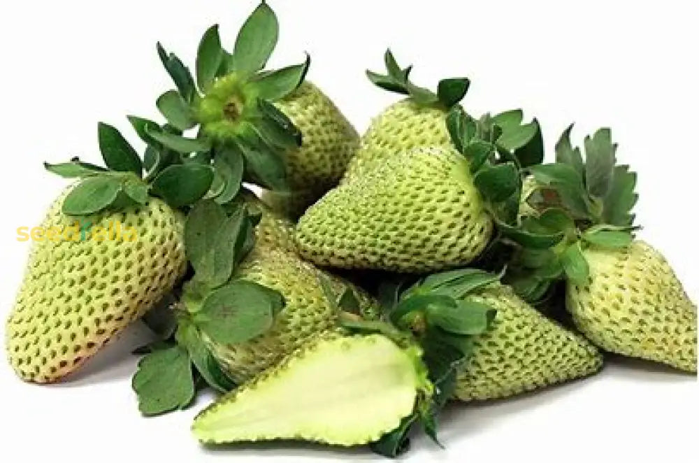 Green Strawberry Plants Growing in Garden, Healthy Plants with Vibrant, Green Berries