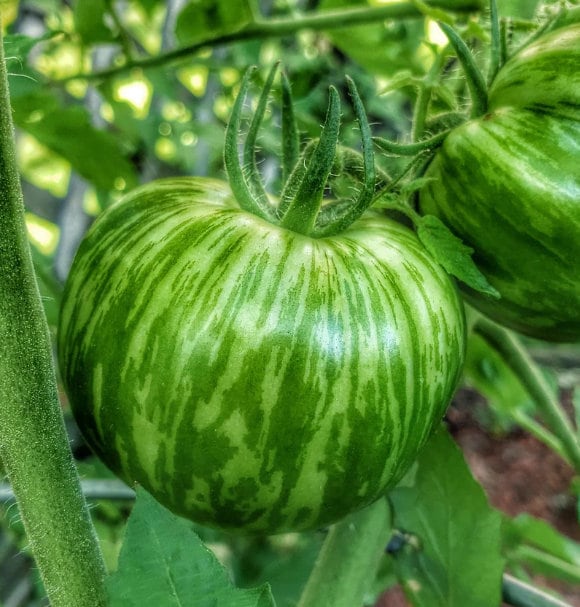 Green Zebra tomatoes growing on plant