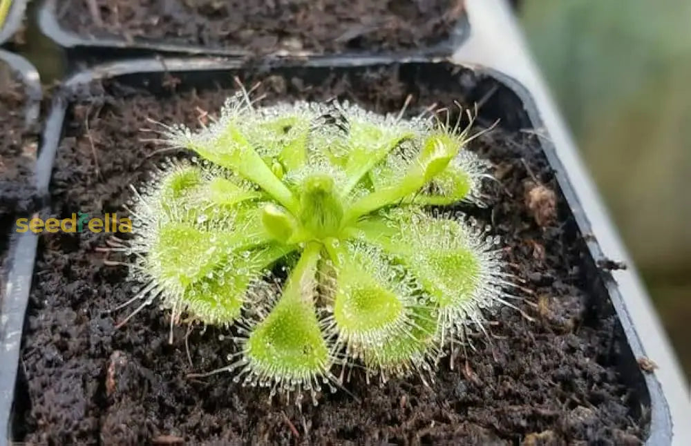 Green Sundew Plant Seeds For Easy Planting Flower