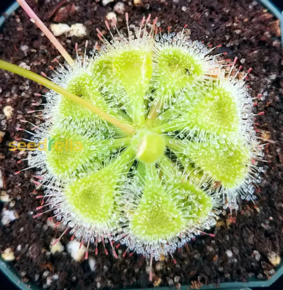 Green Sundew Plant Seeds For Easy Planting Flower