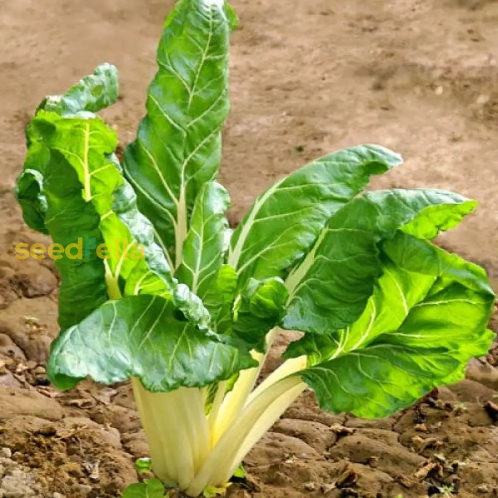 Non GMO Green Swiss Chard seeds easy to plant