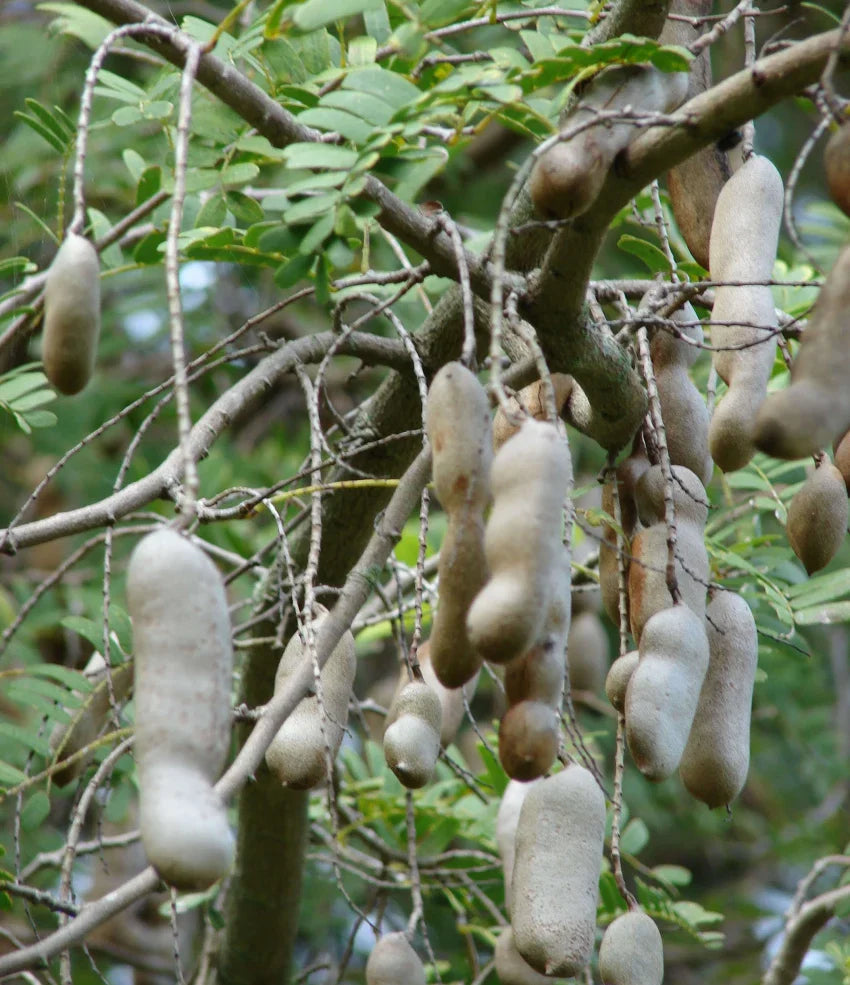 Green Tamarind tree planted in home garden landscape