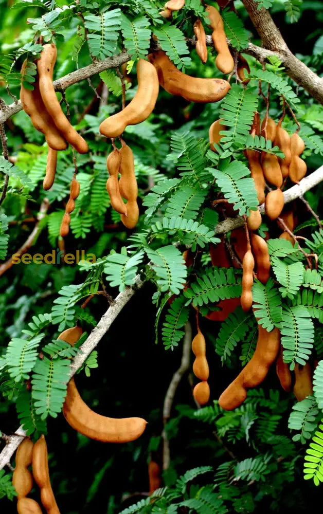 Green Tamarind Tree Seeds For Tropical Planting Vegetable Seeds