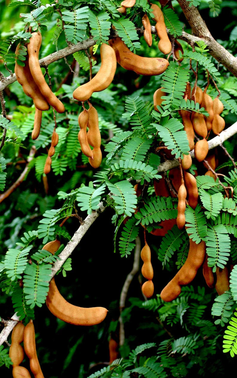 Non-GMO Green Tamarind Tree seeds for tropical planting