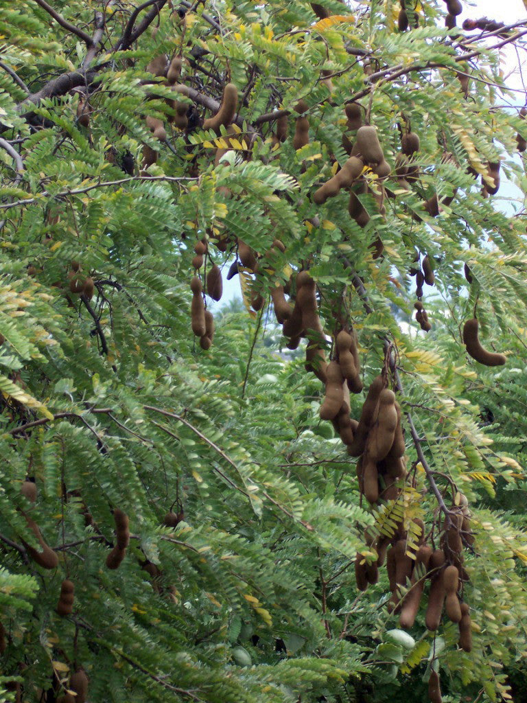 Young Green Tamarind tree growing in full sun