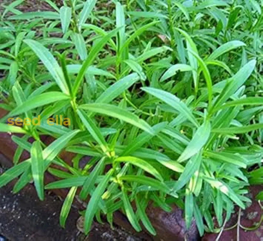 Green Tarragon Seeds For Planting Plant Seeds