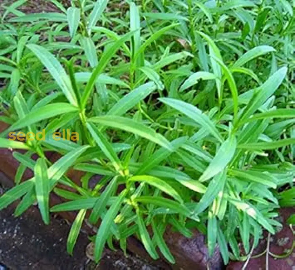 Green Tarragon Seeds for Planting – Non-GMO Culinary Herb