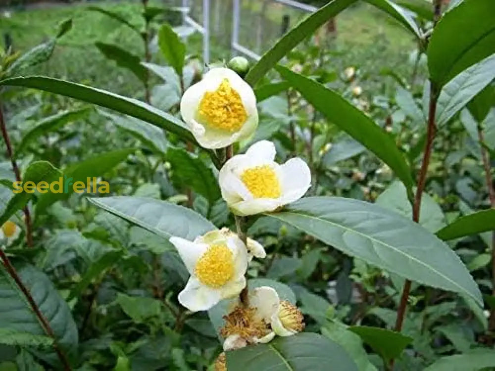 Green Tea Plant Seeds - Camellia Sinensis Also Known As Tree Best Selling