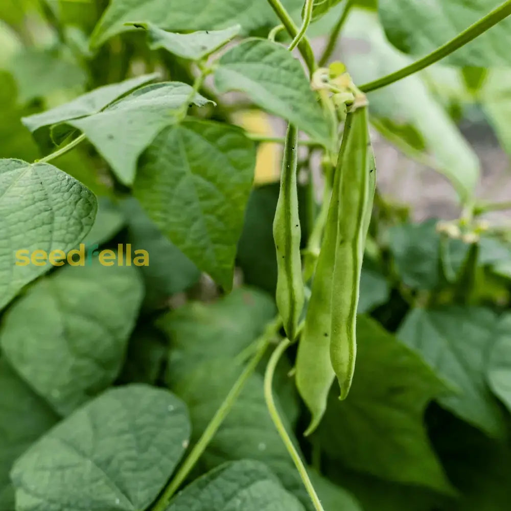 Green Tepary Bean Planting Seeds - Vegetable Garden Seeds