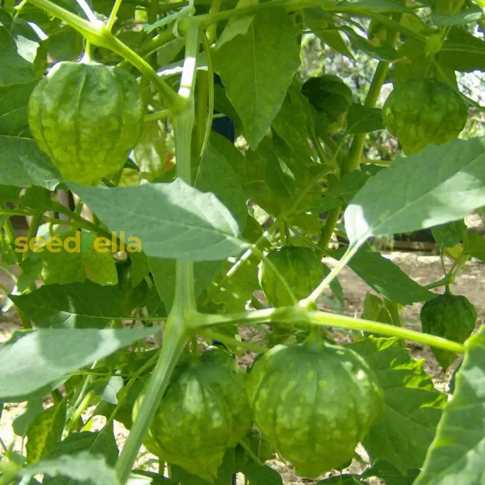 Green Tomatillo Seeds For Your Garden Vegetable Seeds