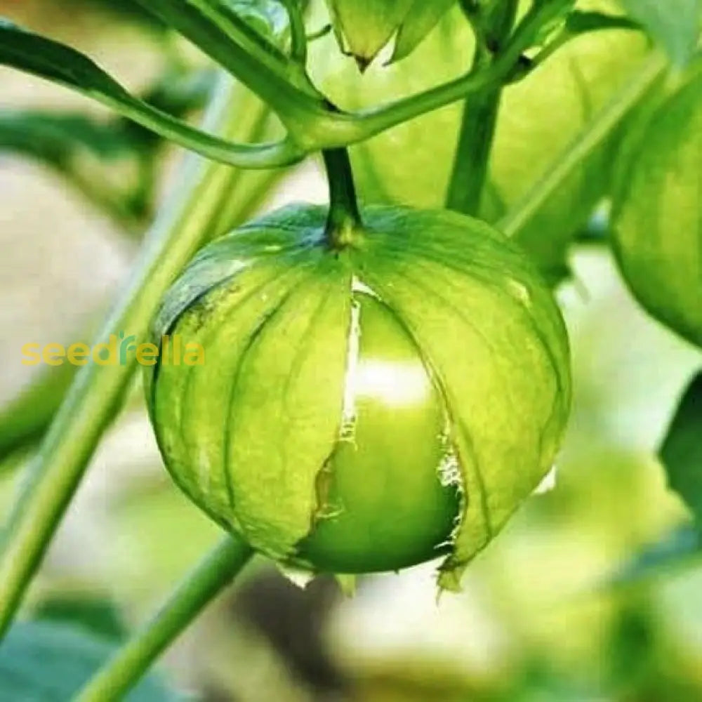 Green Tomatillo Seeds For Your Garden Vegetable Seeds