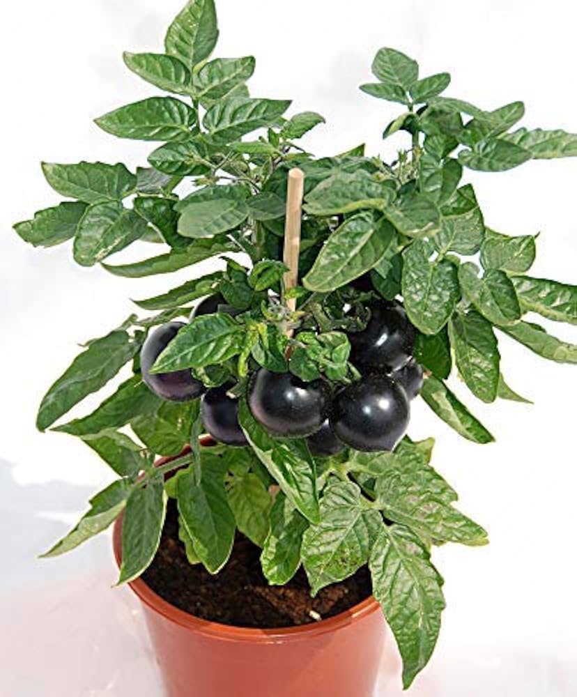 Green tomato variety in garden bed