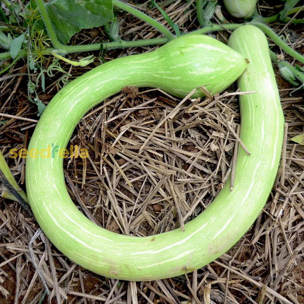 Green Trombocino Squash seeds for planting Non-GMO variety