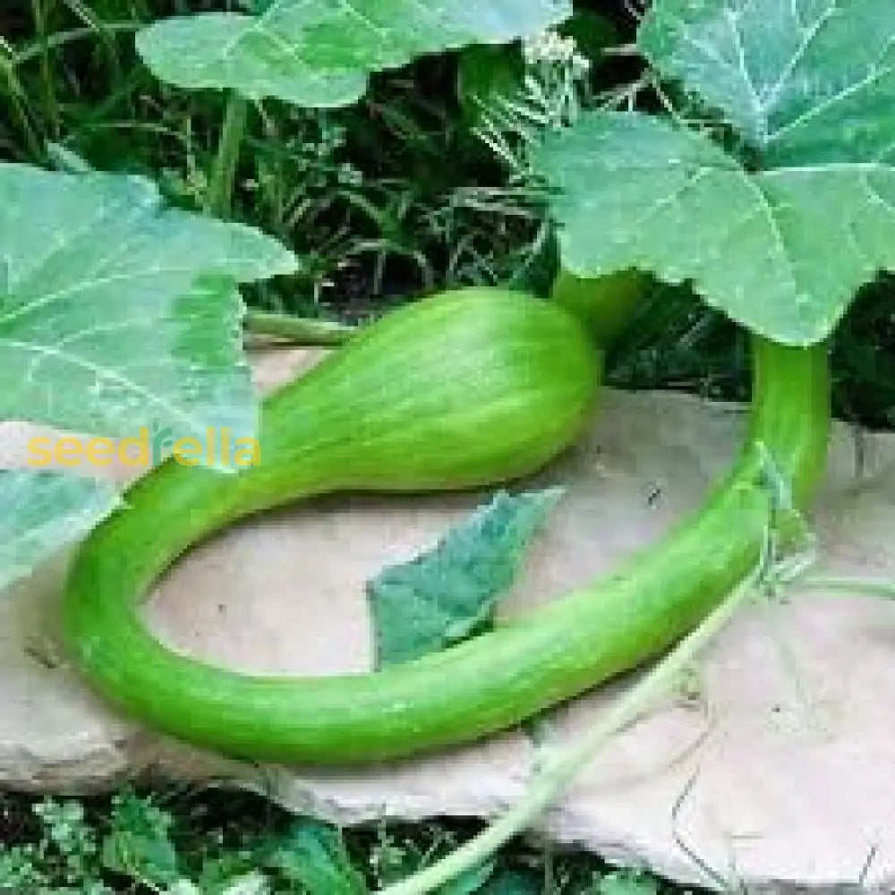 Green Trombocino Vegetable Planting Seeds For Your Garden Seeds