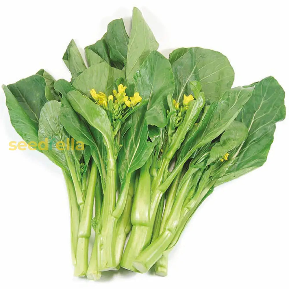 Green Tsoi Sim seeds for planting non GMO