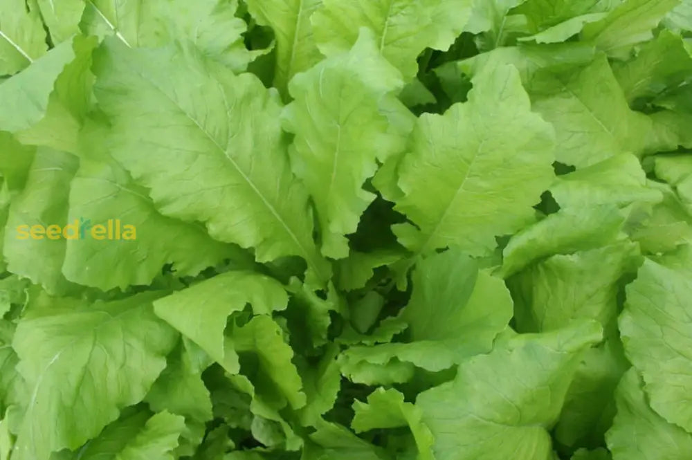 Green Turnip Seeds For Planting Vegetable Seeds