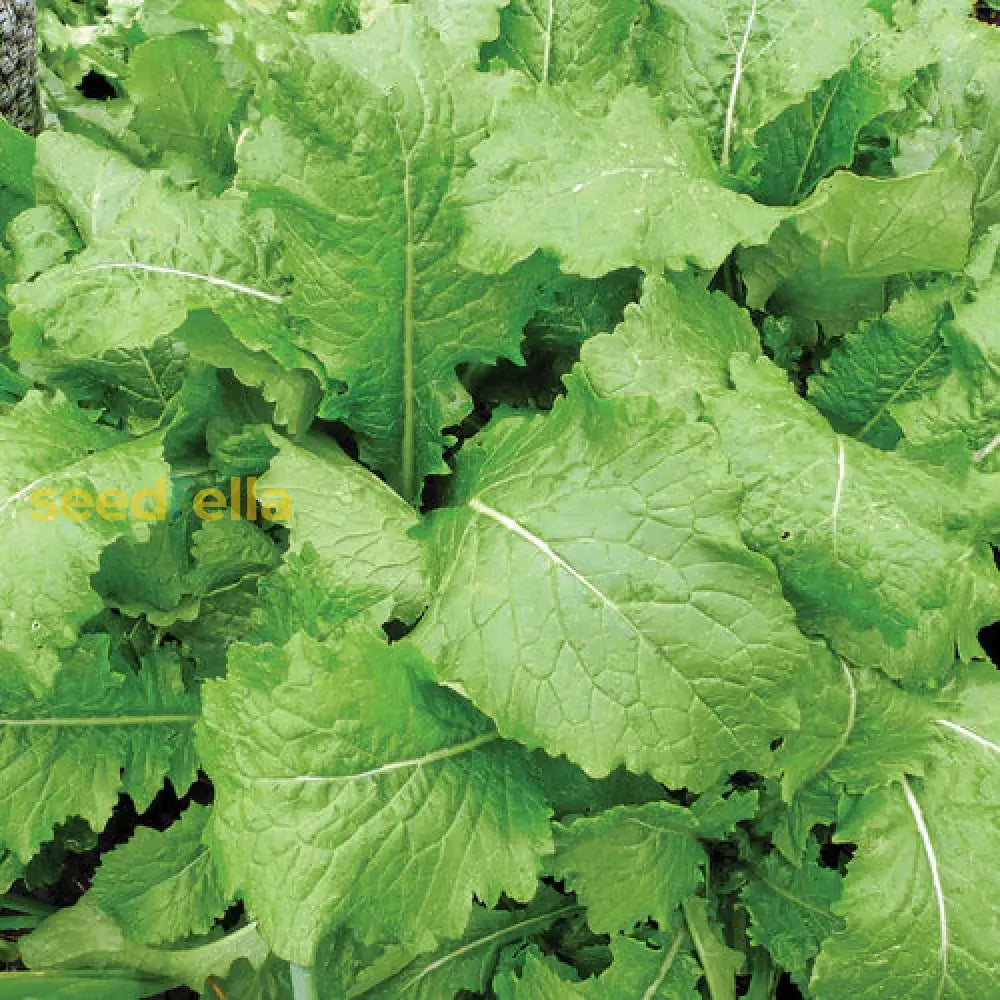 Green Turnip seeds for planting