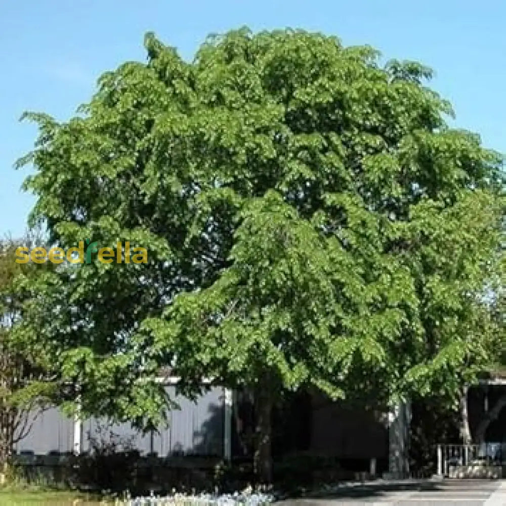 Green Ulmus Davidiana Tree Seeds Collection For Easy Planting Plant Seeds