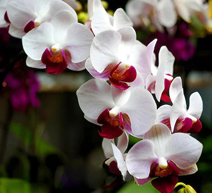 Multi-Colored Butterfly Orchid Flower seeds for Planting - Hardy Variety, Heirloom & GMO Free Seeds for Home Garden
 
 Sale for planting in home garden.