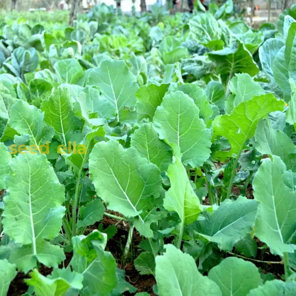 Green Walking Stick Kale Tree Seeds For Easy Planting Vegetable Seeds