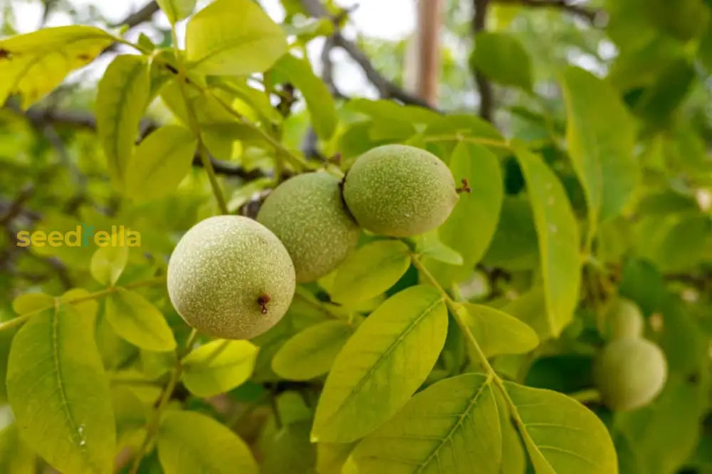 Green Walnut Fruit Planting Seeds - Nutritious For Home Gardening & Sustainable