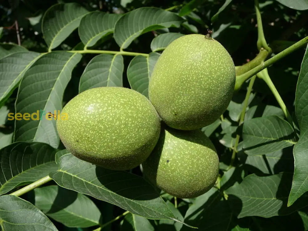 Green Walnut Plant in Home Garden