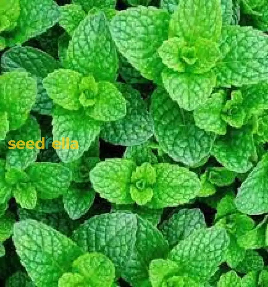 Green Water Mint Seeds For Planting  Perennial Garden Herb