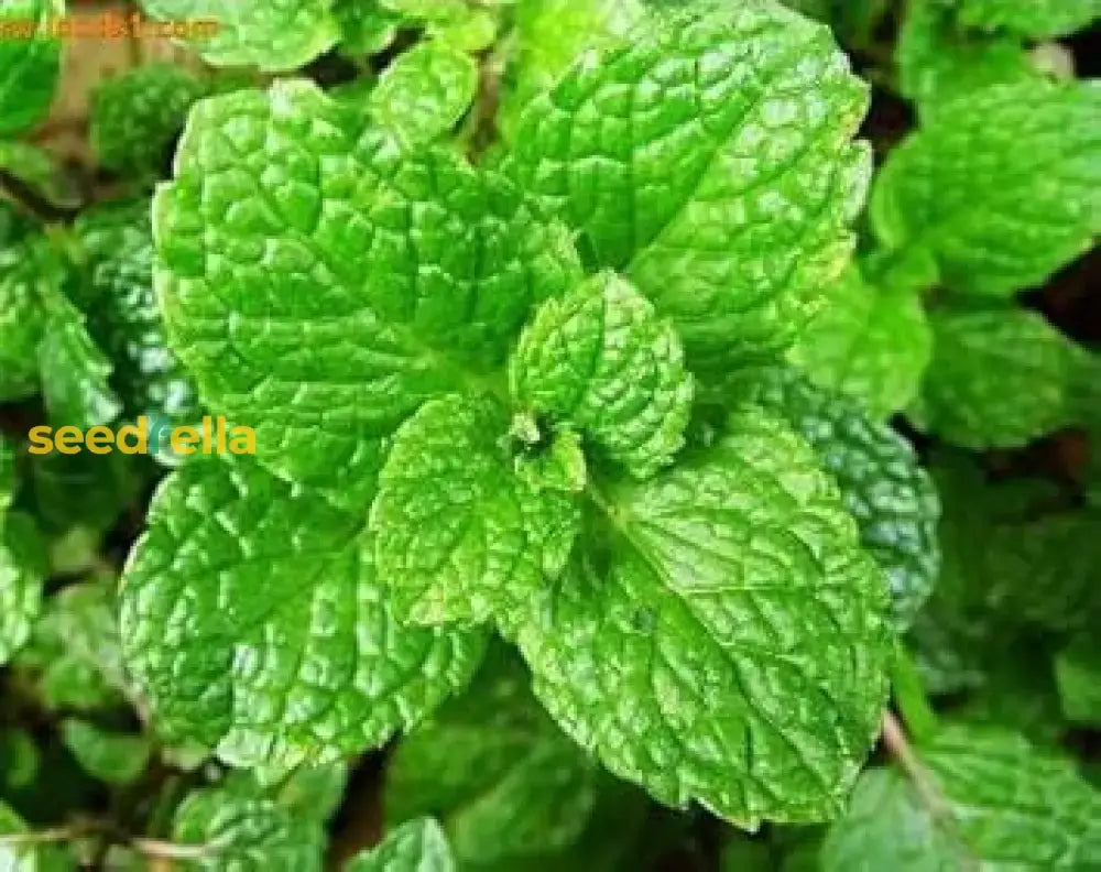 Green Water Mint Seeds For Planting  Perennial Garden Herb