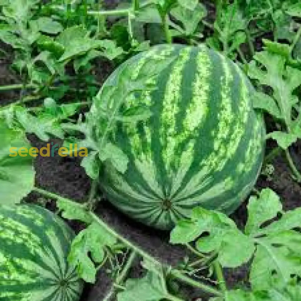 Green Watermelon Seeds Planting Pack