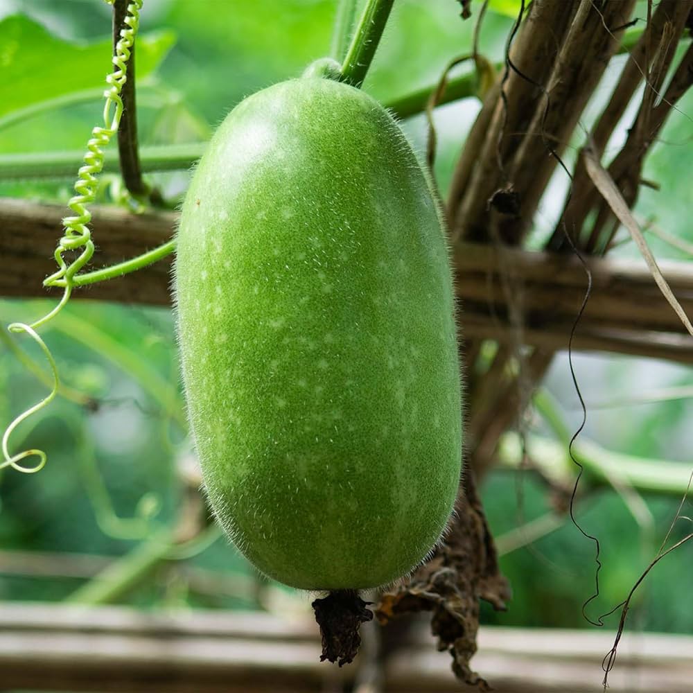 Green wax gourd vegetable seeds for planting