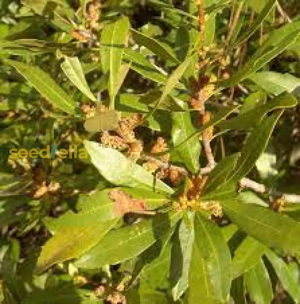 Green Wax Myrtle Seeds For Planting  Year-Round Evergreen Growth Plant Seeds