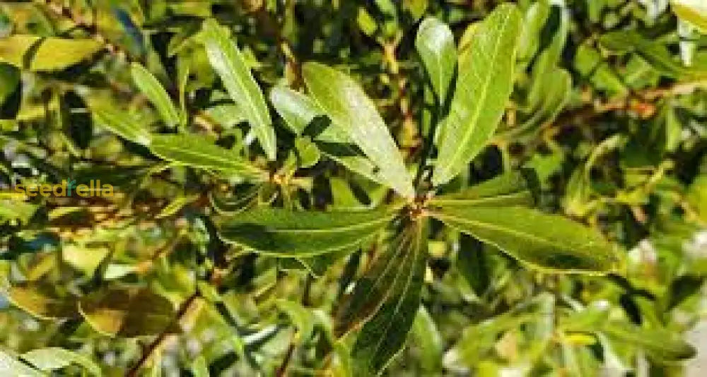 Green Wax Myrtle Seeds For Planting  Year-Round Evergreen Growth Plant Seeds