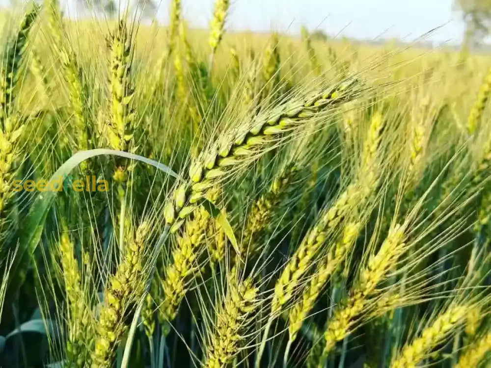 Green Wheat Seeds for Planting – Non-GMO High-Yield Variety