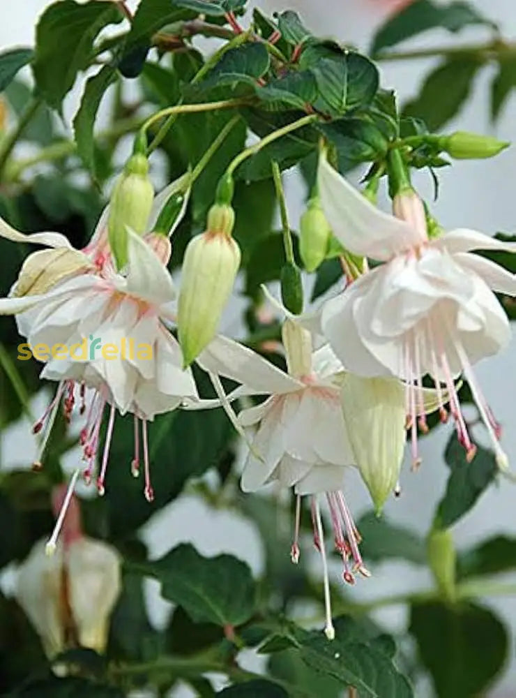 Green and white fuchsia seeds for planting