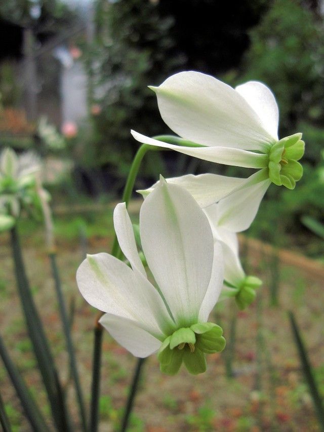 Green and White Narcissus Flower Seeds for Planting