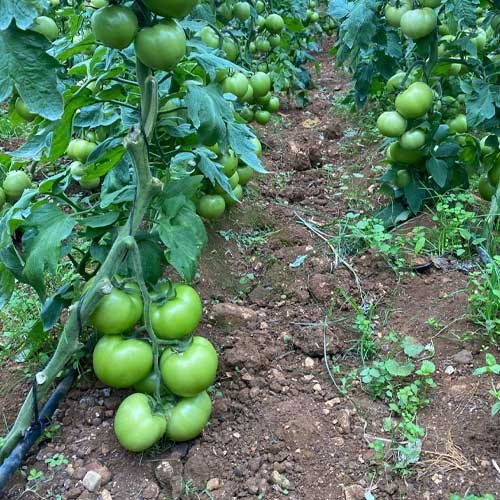 Green and white tomato seeds for planting