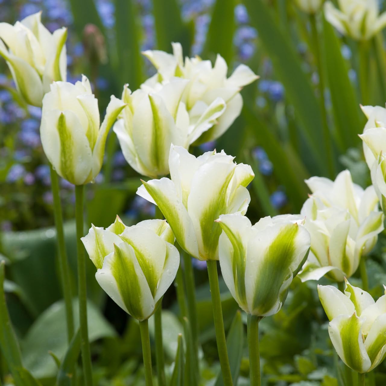 Green and White Tulip Flower Seeds for Planting