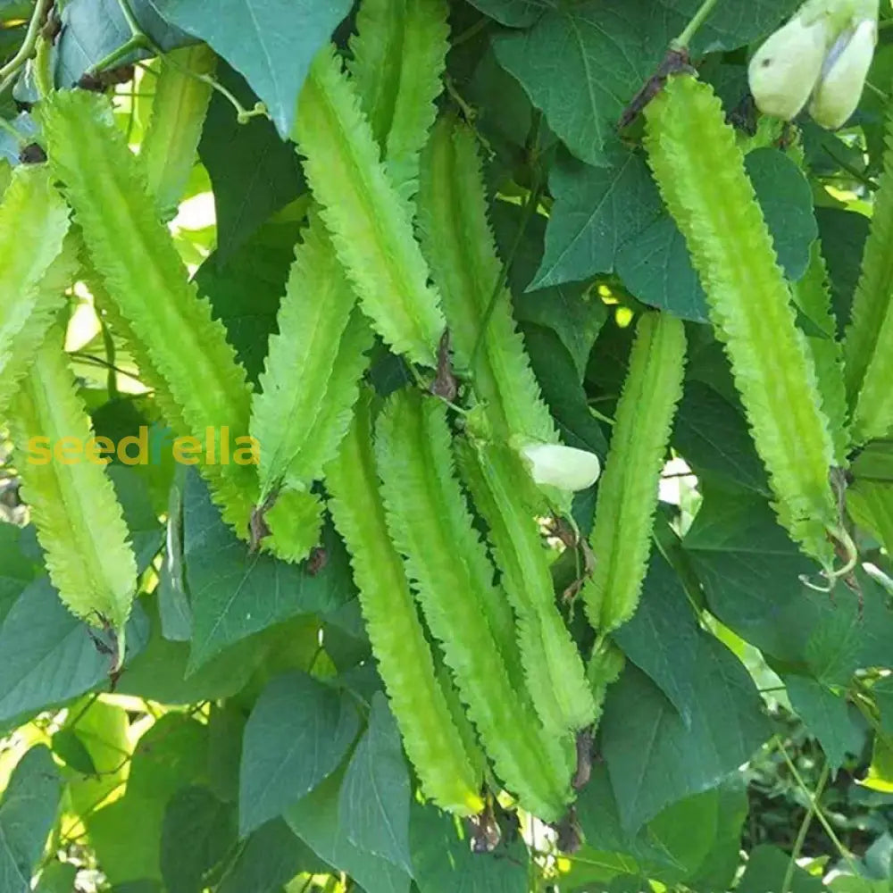 Green winged bean pods growing on the plant