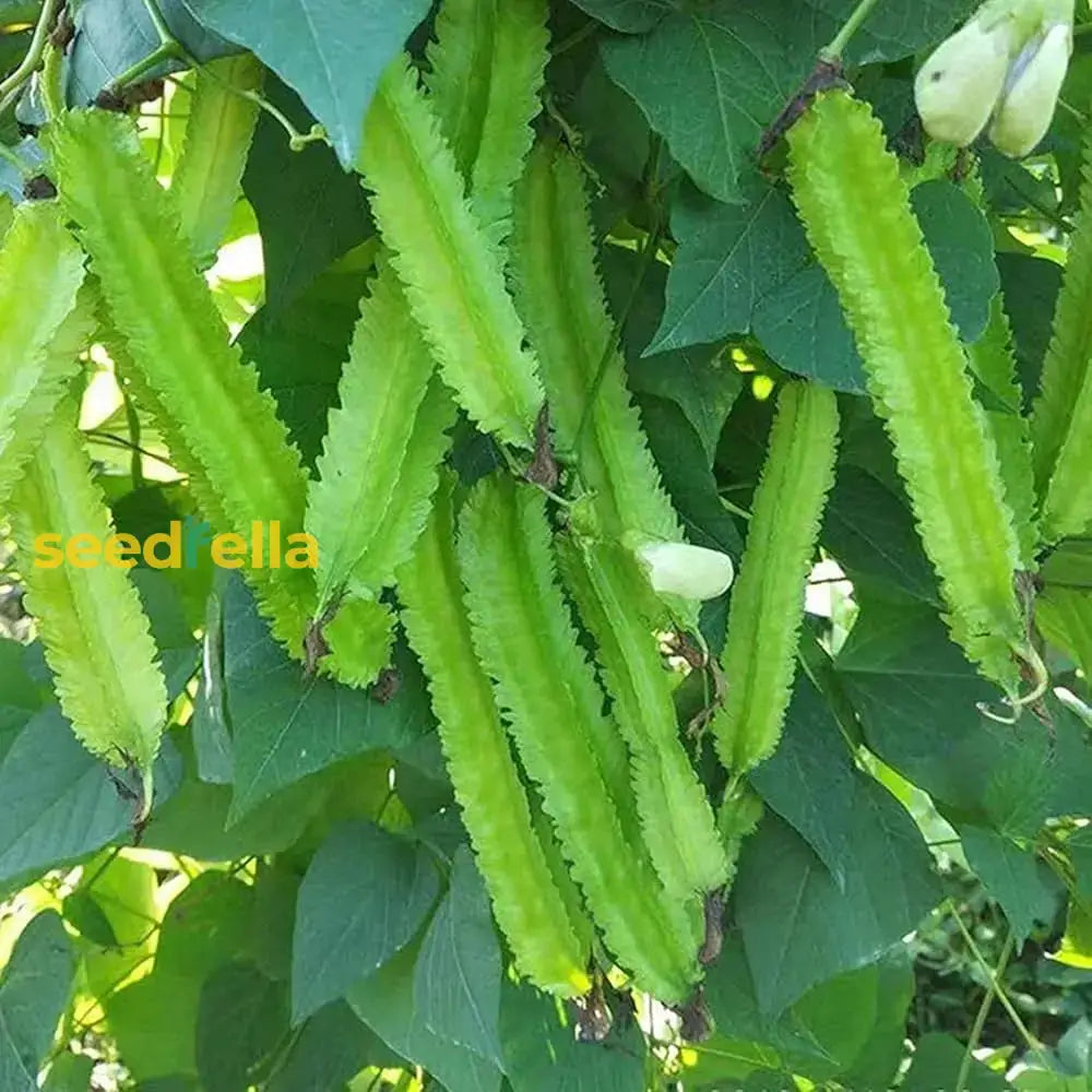 Green Winged Bean Seeds For Easy Planting Vegetable Seeds