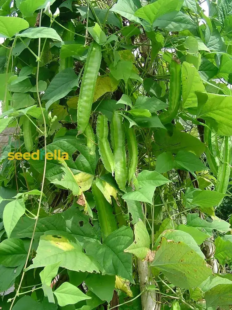 Green Winged Bean Seeds For Easy Planting Vegetable Seeds