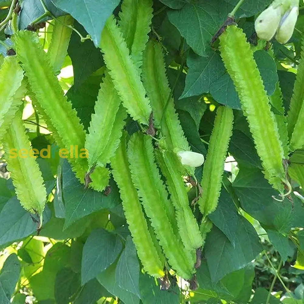Green winged bean seeds for planting