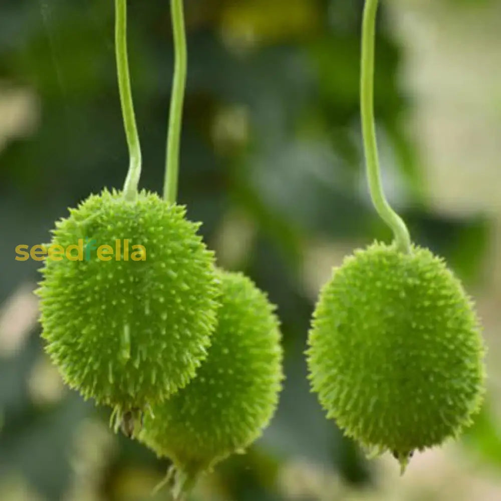 Green Wooly Bear gourd seeds ornamental