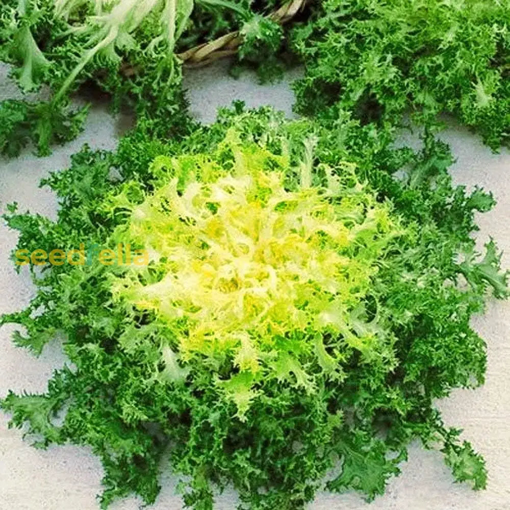 Green Yellow Endive Seeds For Planting  Vegetable Garden Starter Seeds