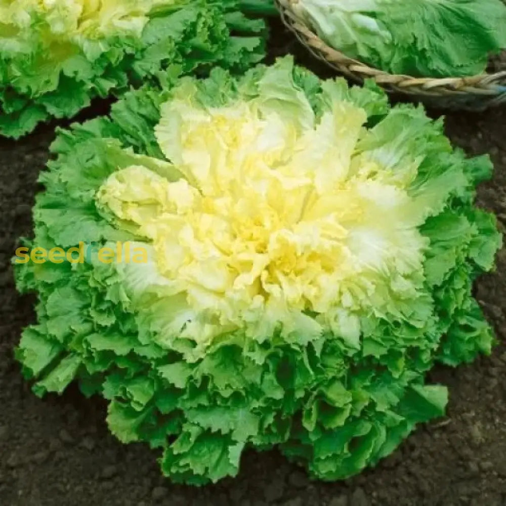 Green Yellow Endive Seeds For Planting  Vegetable Garden Starter Seeds