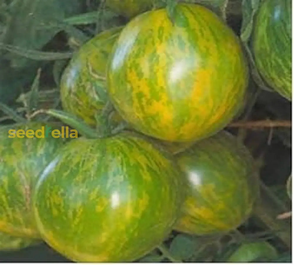 Green & Yellow Tomato Vegetable Seeds For Vibrant Garden Planting