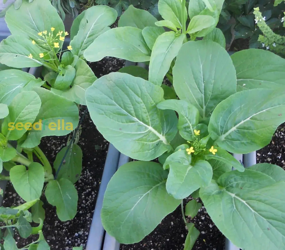 Green Yu Choy Sum Seeds For Planting - Premium Vegetable Seeds